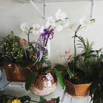 Comprar o produto de Orquídeas em A Classificar em Itatiba, SP por Solutudo