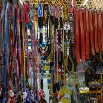 Comprar o produto de Coleira para cachorro em Avaré em Cachorros em Avaré, SP por Solutudo