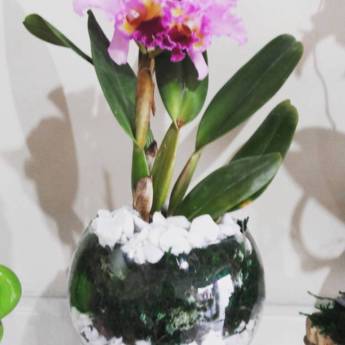 Comprar o produto de Orquídea em Outros Serviços em Itatiba, SP por Solutudo