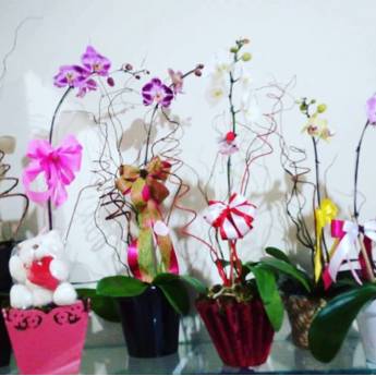 Comprar o produto de Orquídea em A Classificar em Itatiba, SP por Solutudo