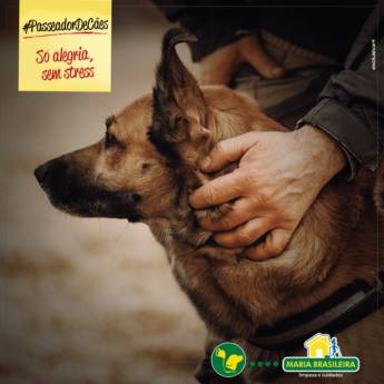 Comprar o produto de Passeador de Cães em Outros Serviços em Jundiaí, SP por Solutudo