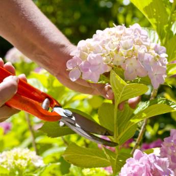 Comprar o produto de Jardinagem em Outros Serviços em Itatiba, SP por Solutudo