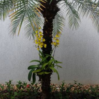 Comprar o produto de Nossos Serviços em Outros Serviços em Itatiba, SP por Solutudo