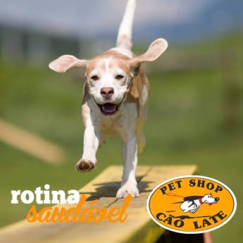 Comprar o produto de Rotina Saudável! em Cachorros em Jundiaí, SP por Solutudo