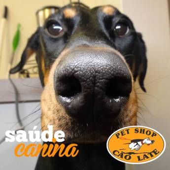 Comprar o produto de Saúde Canina!! em Cachorros em Jundiaí, SP por Solutudo