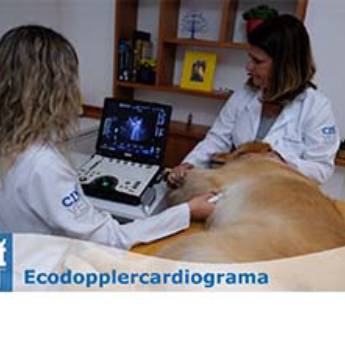 Comprar o produto de Ecocardiograma (Ecodopplercardiografia) em Outros Serviços pela empresa CDIVET - Centro de Diagnóstico por Imagem Veterinário em Botucatu, SP por Solutudo
