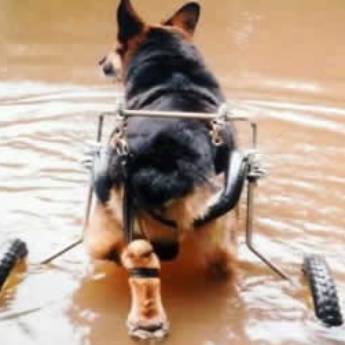 Comprar o produto de NA ÁGUA em Animais em Botucatu, SP por Solutudo