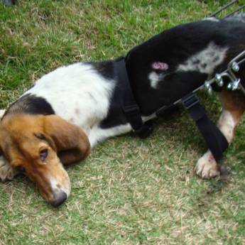 Comprar o produto de Descansando  em Animais em Botucatu, SP por Solutudo