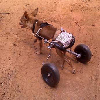 Comprar o produto de Fisioterapia em Animais em Botucatu, SP por Solutudo