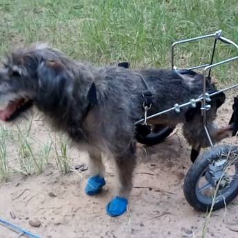 Comprar o produto de SORRINDO em Animais em Botucatu, SP por Solutudo