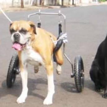 Comprar o produto de SOCIAL em Animais em Botucatu, SP por Solutudo