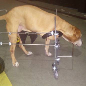 Comprar o produto de MODELOS ESPECIAIS em Animais em Botucatu, SP por Solutudo