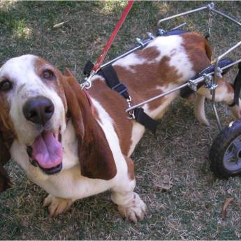 Comprar o produto de TESTE DRIVE em Animais em Botucatu, SP por Solutudo