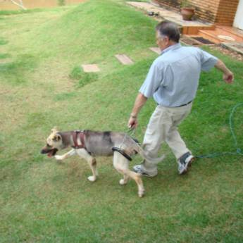 Comprar o produto de PEGLEVE em Animais em Botucatu, SP por Solutudo