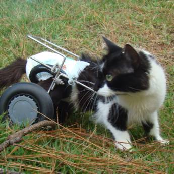 Comprar o produto de GATOS E COELHOS em Animais em Botucatu, SP por Solutudo