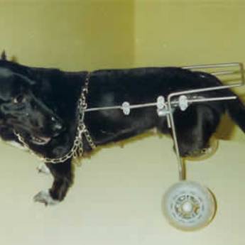 Comprar o produto de RODAS BASICAS em Animais em Botucatu, SP por Solutudo