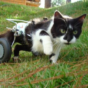 Comprar o produto de RODAS ESPECIAIS em Animais em Botucatu, SP por Solutudo