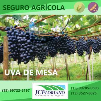 Comprar o produto de Seguro da Cultura de Uva de Mesa em Outros Serviços em Itapetininga, SP por Solutudo