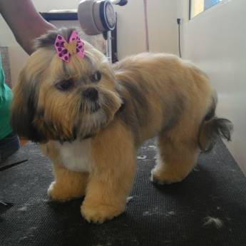 Comprar o produto de Banho e Tosa em Avaré em Animais em Avaré, SP por Solutudo