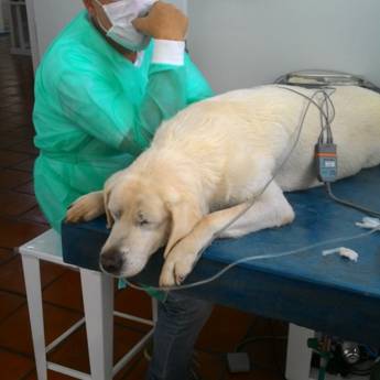 Comprar o produto de Atendimento Veterinário em Avaré em Animais em Avaré, SP por Solutudo