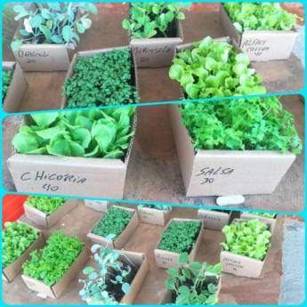 Comprar o produto de Mudas em Avaré em Acessórios para Veículos em Avaré, SP por Solutudo