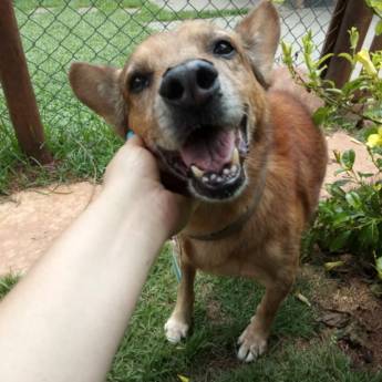 Comprar o produto de Cuidados com idosos em Nossos Diferenciais  pela empresa Hotel da Vivi Hotel para Cachorros e Hotel para Gatos em Atibaia em Atibaia, SP por Solutudo