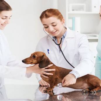 Comprar o produto de AUXILIAR VETERINÁRIO em Cursos em Birigui, SP por Solutudo