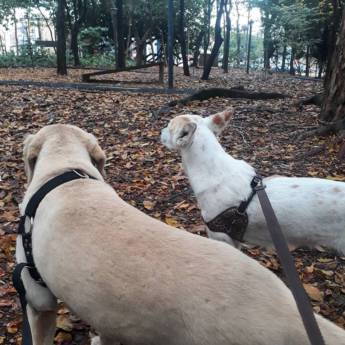 Comprar o produto de Dog Walker - Passeadora de Cães em Animais em Bauru, SP por Solutudo