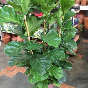 Comprar o produto de Ficus Lyrata em Plantas em Itapetininga, SP por Solutudo