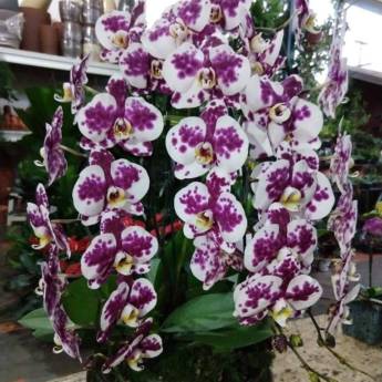 Comprar o produto de Orquídea Phalaenopsis em Plantas em Itapetininga, SP por Solutudo
