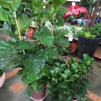 Comprar o produto de Ficus Lyrata Variedade Bambino em Plantas em Itapetininga, SP por Solutudo
