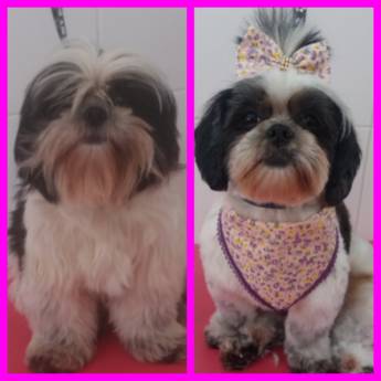 Comprar o produto de Tosa Bebê em Pet Shop em Bauru, SP por Solutudo