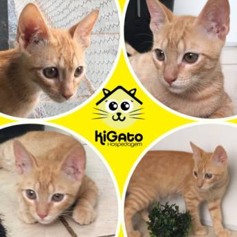 Comprar o produto de Hotel Recreativo para Gatos em Hotel e Canil em Bauru, SP por Solutudo