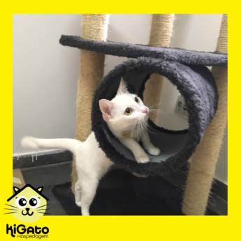 Comprar o produto de Hotel Recreativo para Gatos, aqui o seu Gato fica FELIZ!  em Animais em Bauru, SP por Solutudo