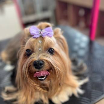 Comprar o produto de Banho Terapêutico para Pets em Pinhais – Saúde e Bem-Estar em Pet Shop pela empresa Pet  Padovan em Pinhais, PR por Solutudo