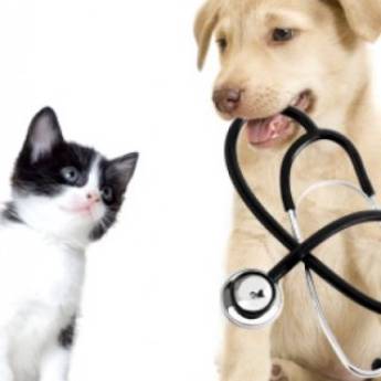 Comprar o produto de Exames Pet em Veterinário em Birigui, SP por Solutudo