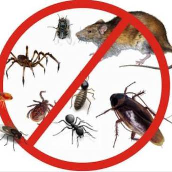 Comprar o produto de Dedetização em Outros Serviços em Bauru, SP por Solutudo