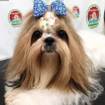 Comprar o produto de Banho e Tosa  em Pet Shop em Mineiros, GO por Solutudo