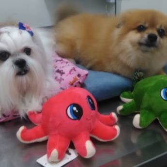 Comprar o produto de Pet Shop  em Pet Shop em Marília, SP por Solutudo