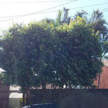 Comprar o produto de Poda de Árvore em Cortadores e Roçadeiras em Bauru, SP por Solutudo