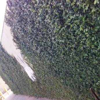 Comprar o produto de Cerca Viva de Muro  em Jardinagem em Bauru, SP por Solutudo