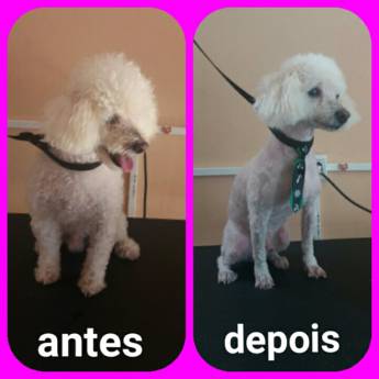 Comprar o produto de Tosa geral  em Pet Shop em Bauru, SP por Solutudo