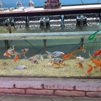 Comprar o produto de Peixes em geral em Peixes em Birigui, SP por Solutudo