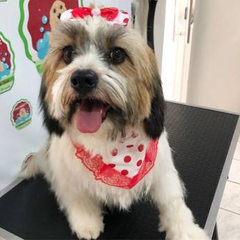 Comprar o produto de Banho e Tosa em Pet Shop em Mineiros, GO por Solutudo