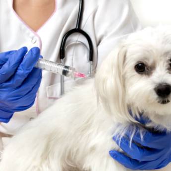 Comprar o produto de Vacina para cachorro em Animais em Foz do Iguaçu, PR por Solutudo