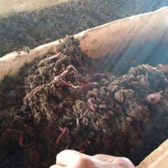 Comprar o produto de Minhoca em Outros em Bauru, SP por Solutudo
