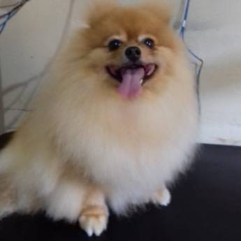 Comprar o produto de Tosa Ursinho em Spitz Alemão - Visual Adorável e Encantador em Lençóis Paulista/SP em Pet Shop em Lençóis Paulista, SP por Solutudo