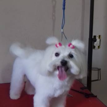 Comprar o produto de Tosa Bebê do Maltês - Corte Fofo e Elegante em Lençóis Paulista/SP em Pet Shop em Lençóis Paulista, SP por Solutudo