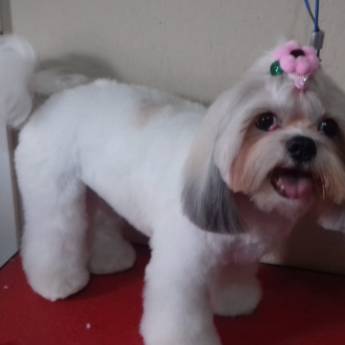 Comprar o produto de Tosa Bebê em Shih Tzu - Estilo Fofo e Elegante em Lençóis Paulista/SP em Pet Shop em Lençóis Paulista, SP por Solutudo