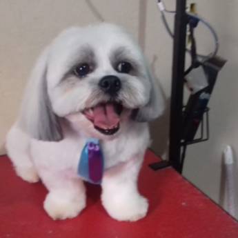 Comprar o produto de Tosa Bebê em Lhasa - Visual Fofo e Elegante em Lençóis Paulista/SP em Pet Shop em Lençóis Paulista, SP por Solutudo